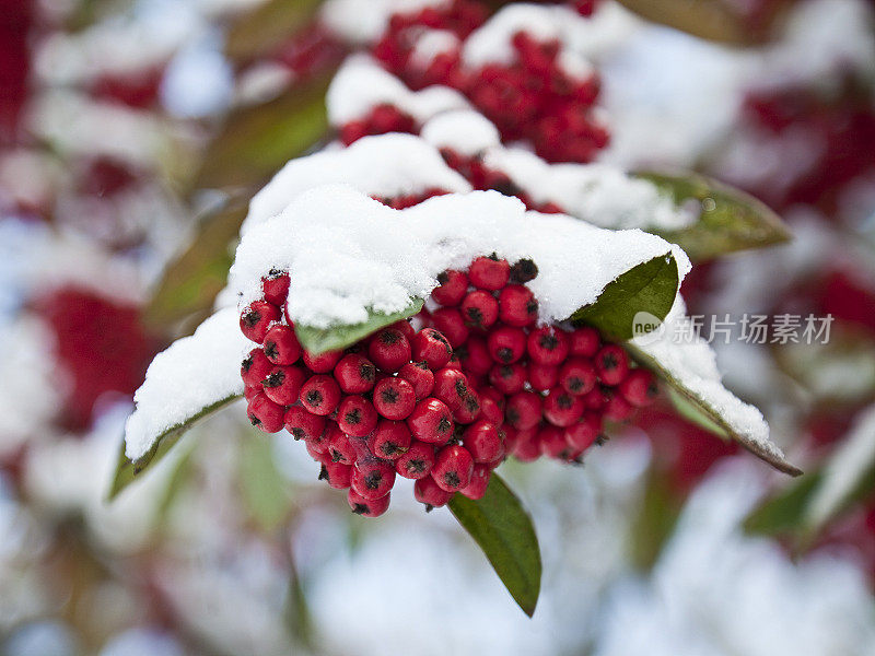 Frozen Rowan (Mountain ash) berries covered in snow